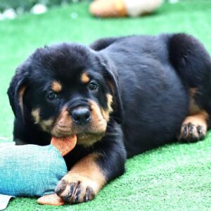 Trembi Rottweiler Trembi Rottweiler