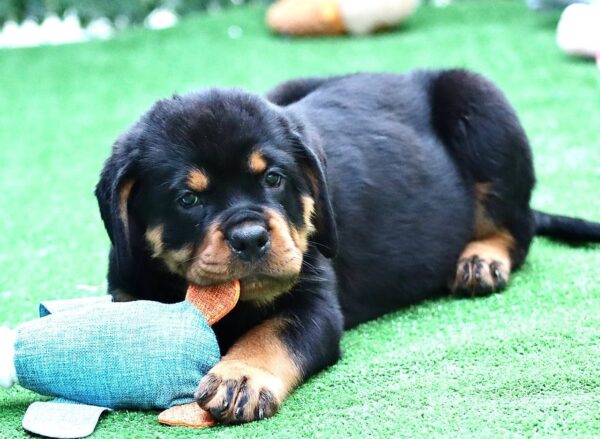Trembi Rottweiler Trembi Rottweiler