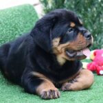 Trembi-female-Rottweiler-puppy-for-sale-2