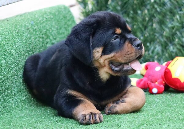 Trembi Rottweiler Trembi Rottweiler