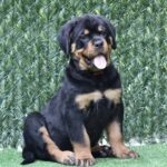 Trembi-female-Rottweiler-puppy-for-sale-3