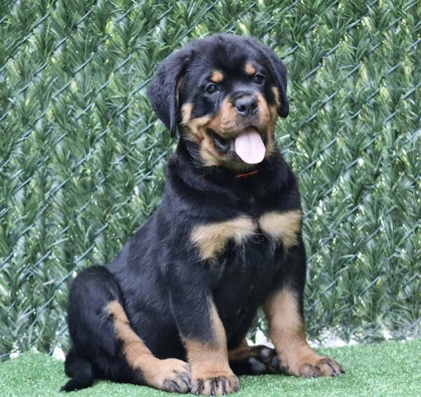 Trembi Rottweiler Trembi Rottweiler