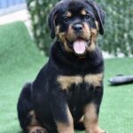 Trembi-female-Rottweiler-puppy-for-sale-4