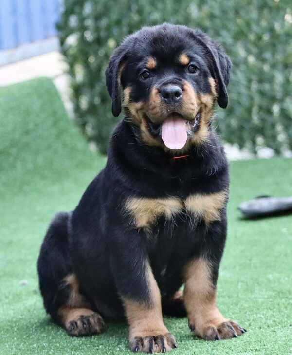 Trembi Rottweiler Trembi Rottweiler