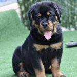 Trembi-female-Rottweiler-puppy-for-sale-5