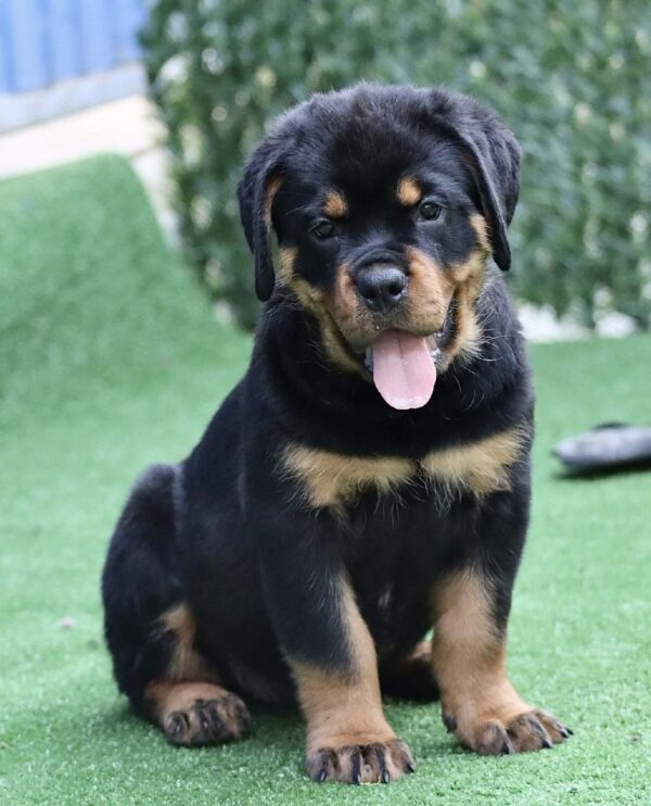Trembi Rottweiler Trembi Rottweiler
