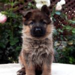 Trilli-female-German-shepherd-puppy-for-sale-1 (1)