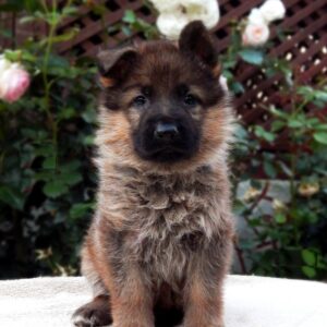 Trilli German Shepherd Trilli German Shepherd