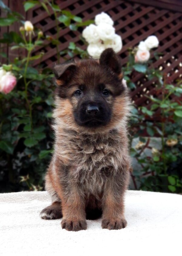 Trilli German Shepherd Trilli German Shepherd