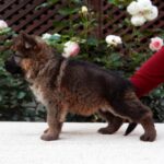 Trilli-female-German-shepherd-puppy-for-sale-1 (2)