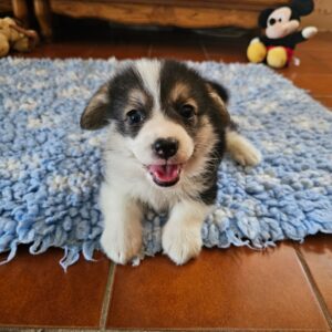 Trixi Welsh Corgi Trixi Welsh Corgi