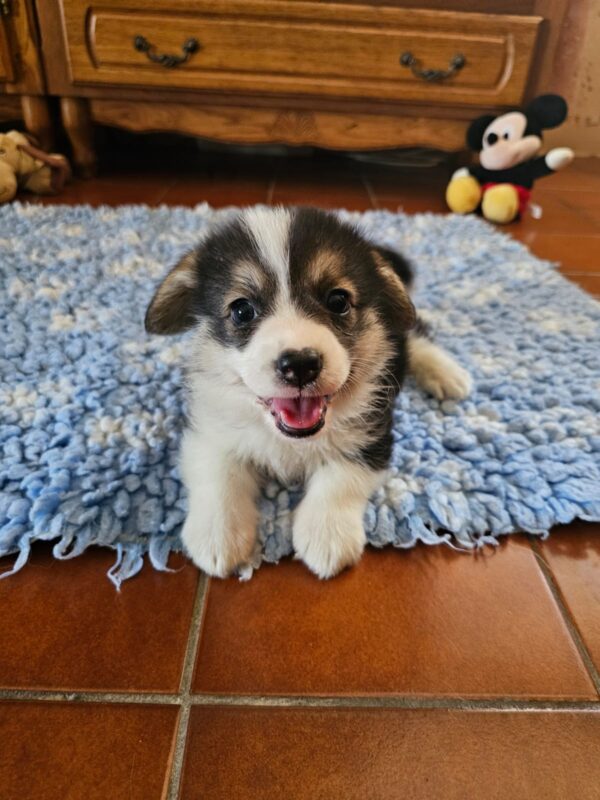 Trixi Welsh Corgi Trixi Welsh Corgi