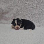 Trixi-female-welsh-corgi-puppy-for-sale- (1)