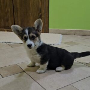 Trixi Welsh Corgi Trixi Welsh Corgi