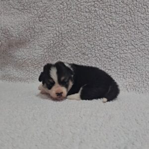 Trixi Welsh Corgi Trixi Welsh Corgi