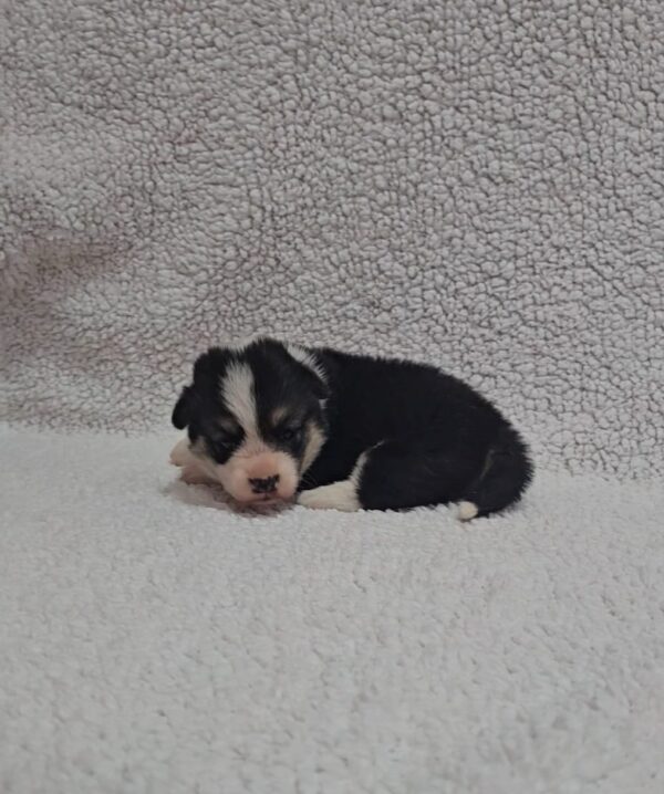 Trixi Welsh Corgi Trixi Welsh Corgi