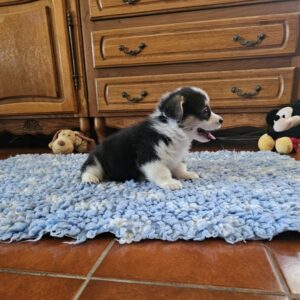 Trixi Welsh Corgi Trixi Welsh Corgi
