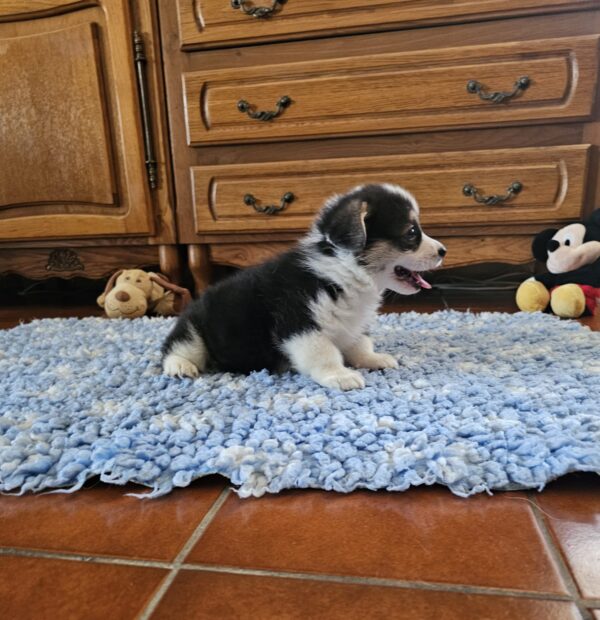 Trixi Welsh Corgi Trixi Welsh Corgi