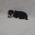 Trixi-female-welsh-corgi-puppy-for-sale- (2)