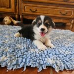 Trixi-female-welsh-corgi-puppy-for-sale- (3)