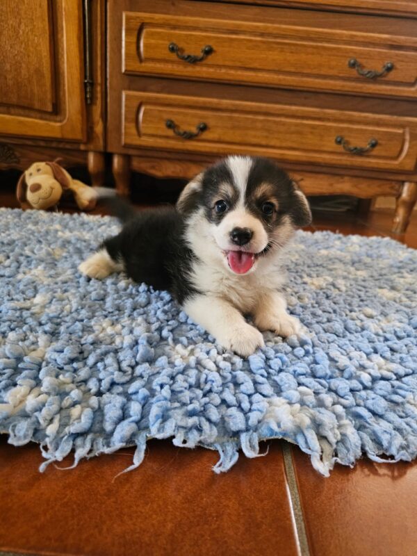Trixi Welsh Corgi Trixi Welsh Corgi