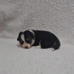 Trixi-female-welsh-corgi-puppy-for-sale- (3)