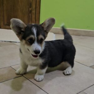 Trixi Welsh Corgi Trixi Welsh Corgi