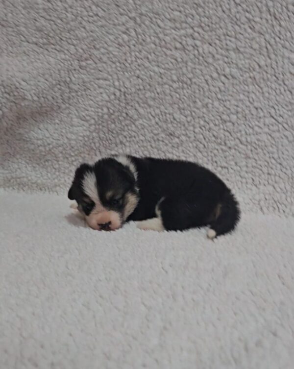 Trixi Welsh Corgi Trixi Welsh Corgi