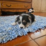 Trixi-female-welsh-corgi-puppy-for-sale- (4)