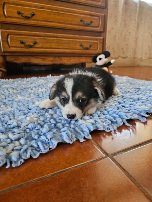 Trixi Welsh Corgi Trixi Welsh Corgi