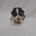 Trixi-female-welsh-corgi-puppy-for-sale- (4)