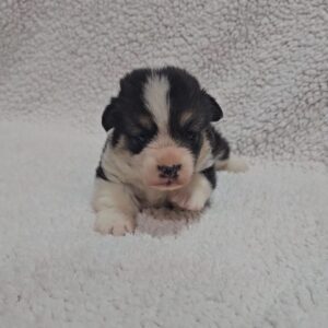 Trixi Welsh Corgi Trixi Welsh Corgi