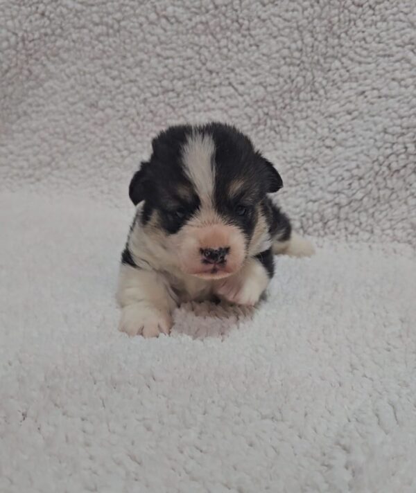 Trixi Welsh Corgi Trixi Welsh Corgi