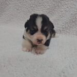 Trixi-female-welsh-corgi-puppy-for-sale- (5)