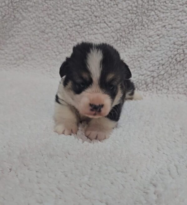 Trixi Welsh Corgi Trixi Welsh Corgi