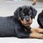Tryzub-male-Rottweiler-puppy-for-sale-1