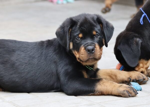 Tryzub Rottweiler Tryzub Rottweiler