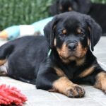 Tryzub-male-Rottweiler-puppy-for-sale-2