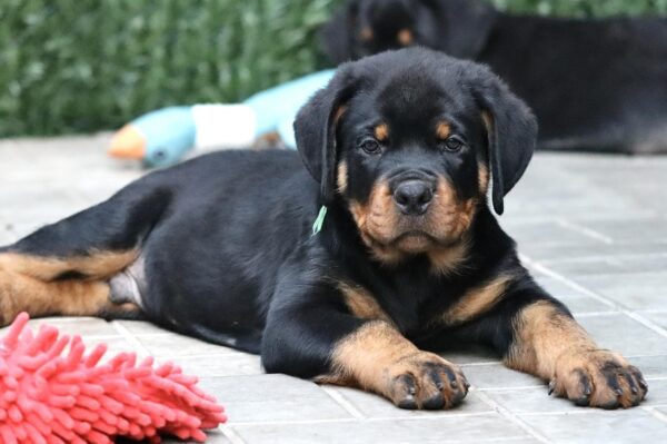 Tryzub Rottweiler Tryzub Rottweiler