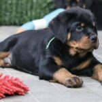 Tryzub-male-Rottweiler-puppy-for-sale-3