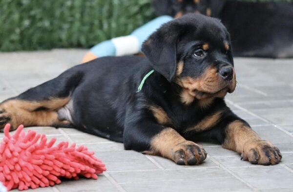 Tryzub Rottweiler Tryzub Rottweiler