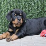 Tryzub-male-Rottweiler-puppy-for-sale-4
