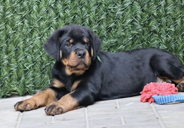 Tryzub Rottweiler Tryzub Rottweiler