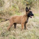 Ulyssa-female-Malinois-puppy-for sale-1