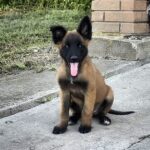 Unity-female-Malinois-puppy-for sale-1