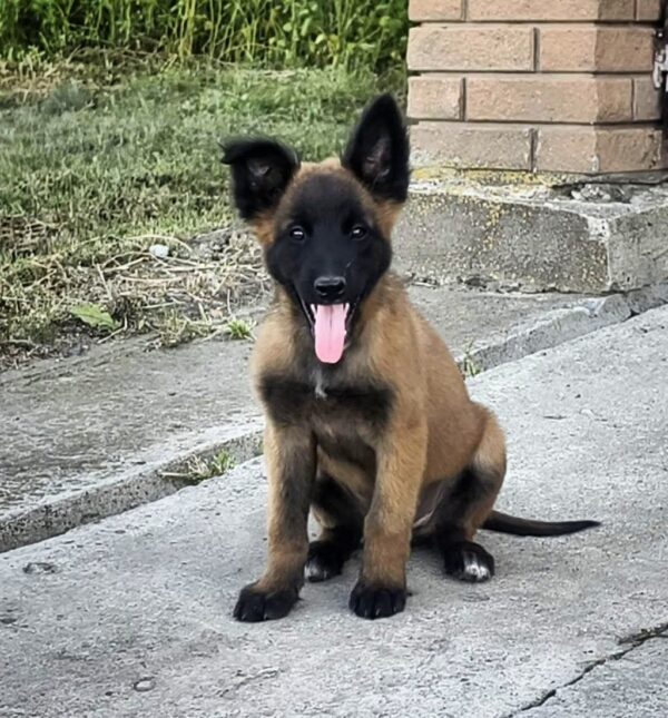 Unity Malinois Unity Malinois