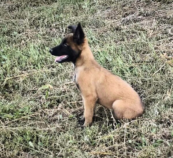 Unity Malinois Unity Malinois