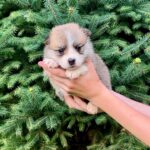 Valencia-female-Corgi-puppy-for-sale-1