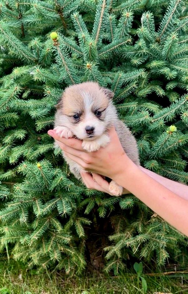 Valencia Welsh Corgi Valencia Welsh Corgi