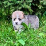 Valencia-female-Corgi-puppy-for-sale-2